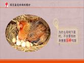 小學(xué)科學(xué)蘇教版五年級下冊第二單元第6課《蛋殼與拱形建筑》課件（2022新版）.pptx