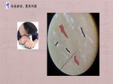 小學(xué)科學(xué)蘇教版五年級(jí)下冊(cè)第一單元第1課《搭建生命體的“積木”》課件（2022新版）