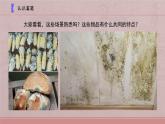 小學科學蘇教版五年級下冊第一單元第3課《發(fā)霉與防霉》課件（2022新版）