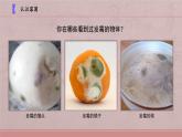 小學科學蘇教版五年級下冊第一單元第3課《發(fā)霉與防霉》課件（2022新版）