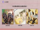 小學科學蘇教版五年級下冊第一單元第3課《發(fā)霉與防霉》課件（2022新版）