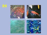 一年级下册科学课件-2.5+观察鱼+教科版