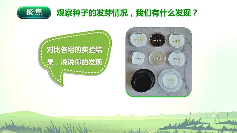 教科版(2017)科学五年级下册1.2《比较种子发芽实验》课件+教案03