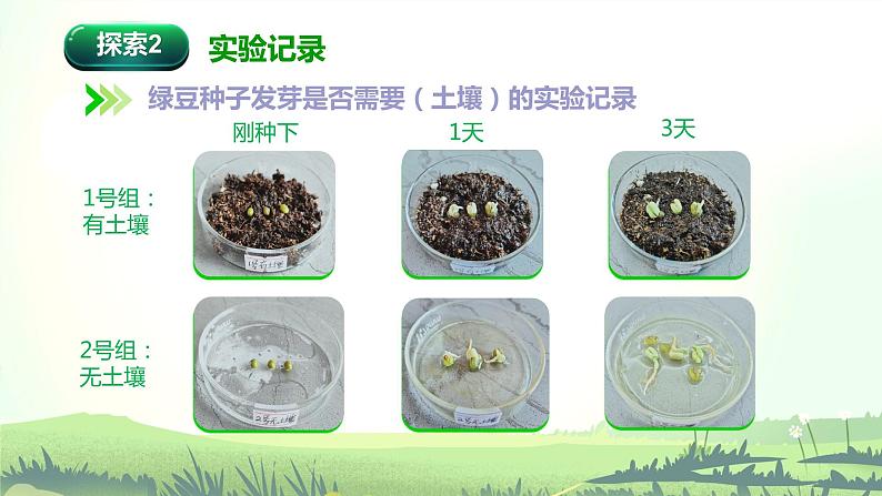 教科版(2017)科学五年级下册1.2《比较种子发芽实验》课件+教案06