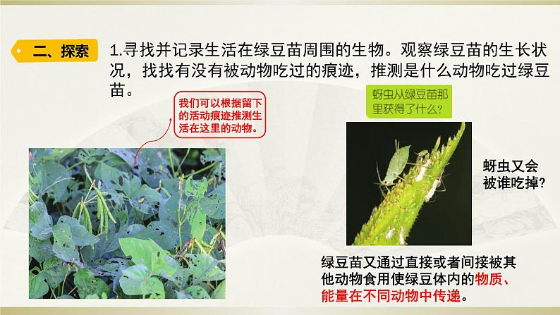小学科学教科版五年级下册第一单元第6课《食物链和食物网》课件12（2022新版）第3页
