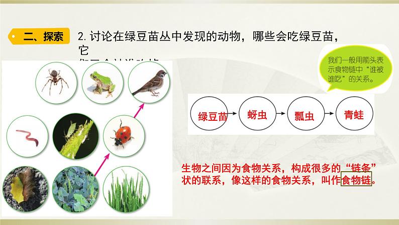 小学科学教科版五年级下册第一单元第6课《食物链和食物网》课件12（2022新版）第5页