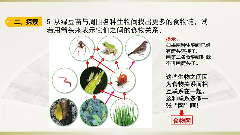 小学科学教科版五年级下册第一单元第6课《食物链和食物网》课件12（2022新版）第8页