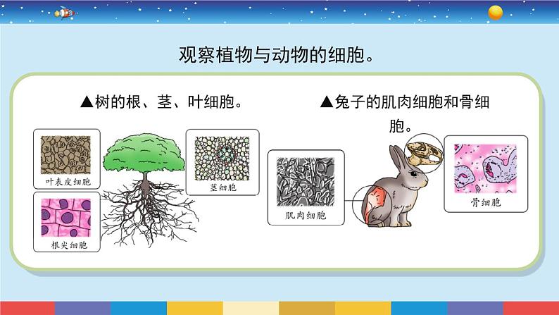 苏教版五下科学1.1《搭建生命体的“积木”》授课课件06