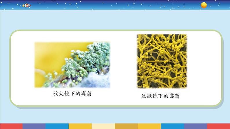 苏教版五下科学1.3《发霉与防霉》授课课件第3页