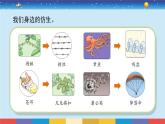 苏教版五下科学2.5《生物的启示》授课课件