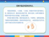 蘇教版五下科學(xué)2.6《蛋殼與拱形建筑》授課課件