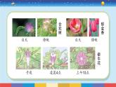 蘇教版五下科學(xué)3.10《晝夜對植物的影響》授課課件