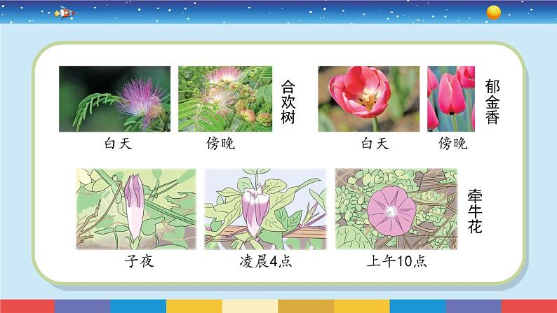 苏教版五下科学3.10《昼夜对植物的影响》授课课件03