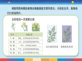 蘇教版五下科學(xué)3.10《晝夜對植物的影響》授課課件