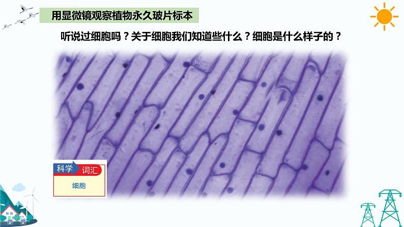 湘科版五年级下册科学1.3细胞课件04