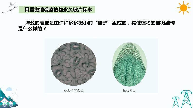 湘科版五年级下册科学1.3细胞课件05