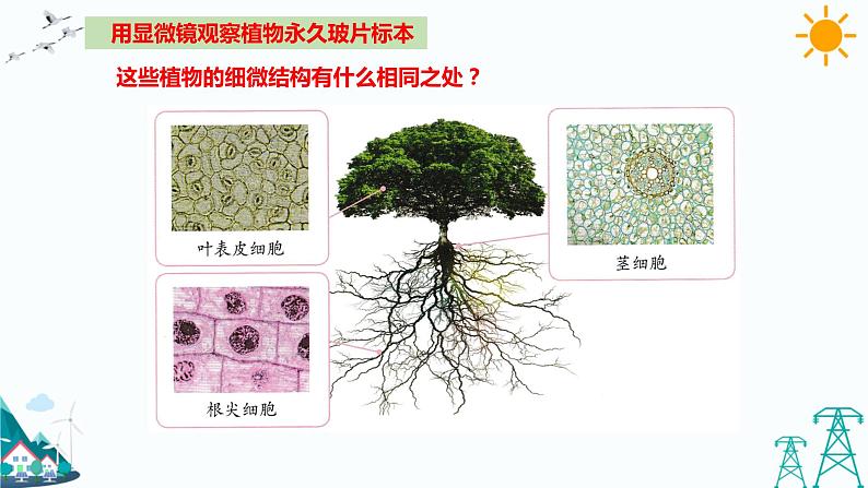 湘科版五年级下册科学1.3细胞课件08