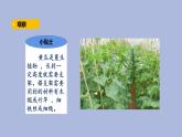 3-3 茁壯成長三年級科學(xué)下冊 大象版課件