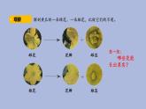 3-4 开放的花朵三年级科学下册 大象版课件