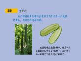 3-5 碩果累累三年級科學(xué)下冊 大象版課件