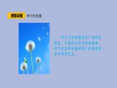 3-5 碩果累累三年級科學(xué)下冊 大象版課件