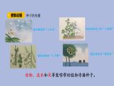 3-5 碩果累累三年級科學(xué)下冊 大象版課件