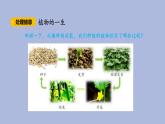 3-5 碩果累累三年級科學(xué)下冊 大象版課件