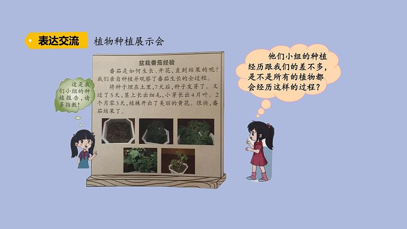 3-6 植物种植展示会三年级科学下册 大象版课件第3页