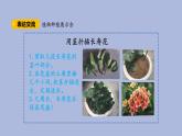 3-6 植物種植展示會(huì)三年級(jí)科學(xué)下冊(cè) 大象版課件