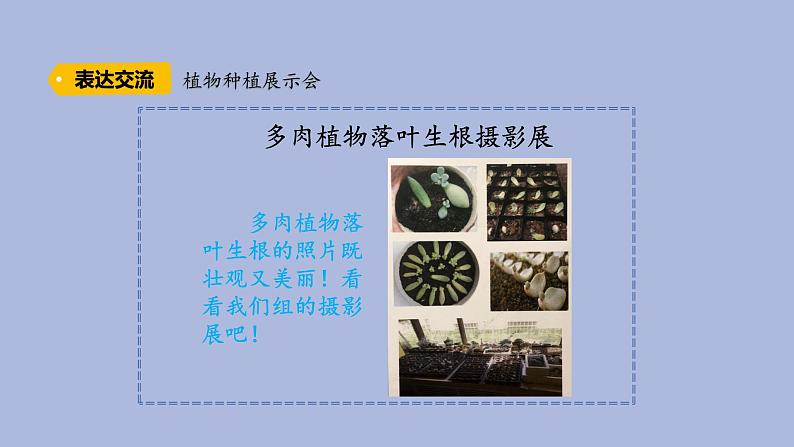 3-6 植物种植展示会三年级科学下册 大象版课件第6页