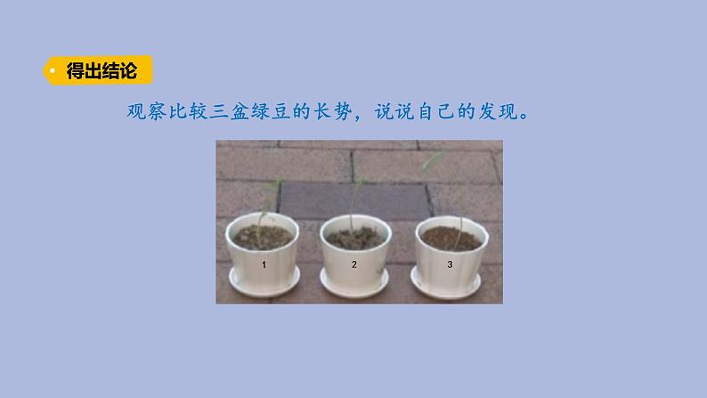 4-4 土壤与植物三年级科学下册 大象版课件第5页