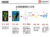 新青岛版(2017版)五年级下册科学18《光合作用》 课件PPT