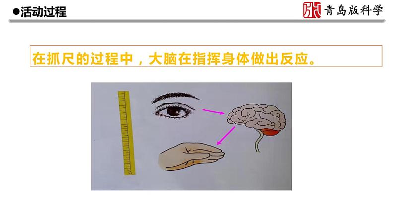新青岛版(2017版)五年级下册科学1.3 我们的脑 课件PPT07