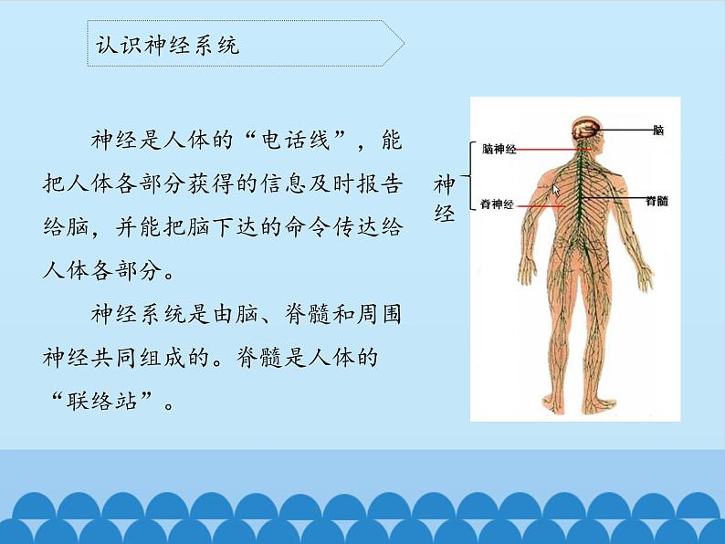 新青岛版(2017版)五年级下册科学1.2神经系统 PPT课件04