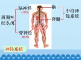 新青岛版(2017版)五年级下册科学1.2神经系统 PPT课件