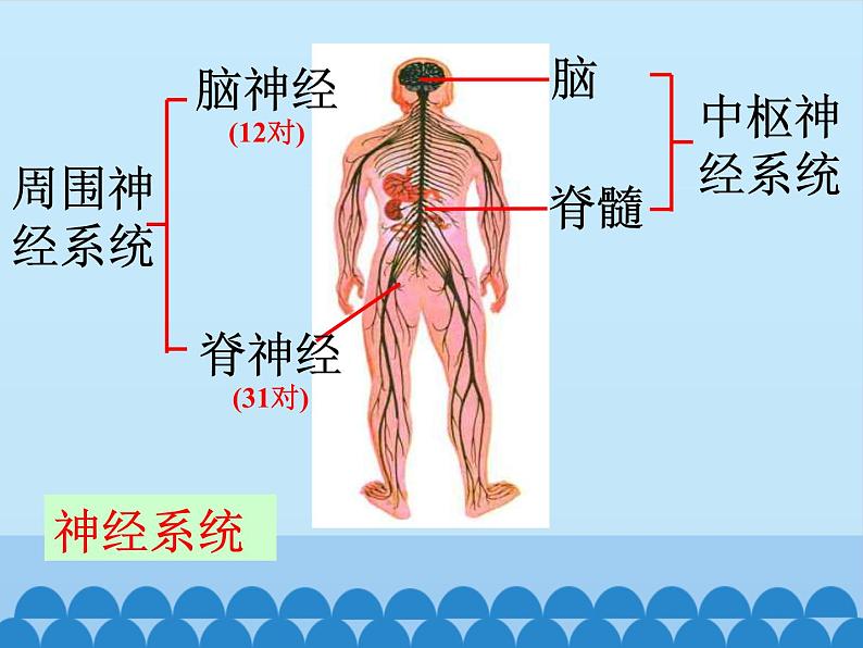 新青岛版(2017版)五年级下册科学1.2神经系统 PPT课件05