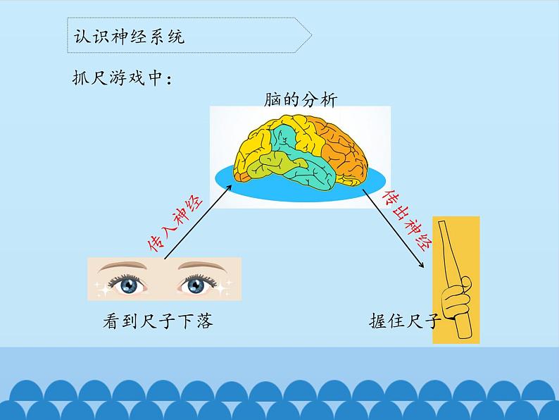 新青岛版(2017版)五年级下册科学1.2神经系统 PPT课件06