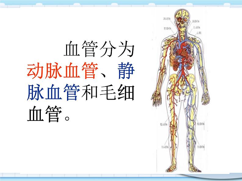 新青岛版(2017版)五年级下册科学1.4心脏和血管 PPT课件05