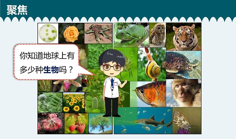 教科版 六年级科学下册 2.1《校园生物大搜索》课件第2页