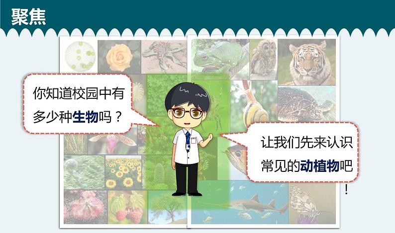 教科版 六年级科学下册 2.1《校园生物大搜索》课件第4页