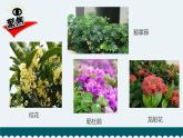 教科版 六年级科学下册 2.3 形形色色的植物 课件