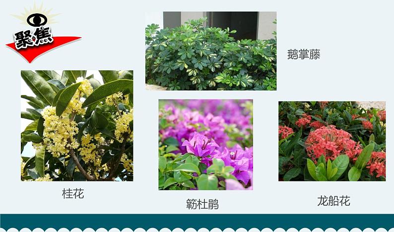 教科版 六年级科学下册 2.3 形形色色的植物 课件03