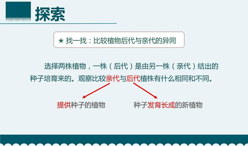 教科版 六年级科学下册 2.3 形形色色的植物 课件08