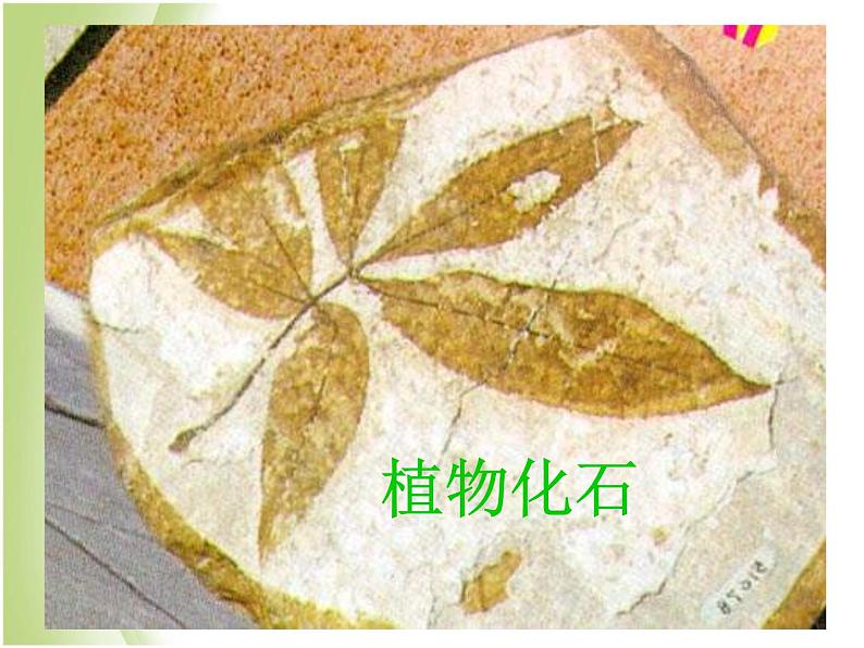 鄂教版小学科学六下《1.化石》课件106