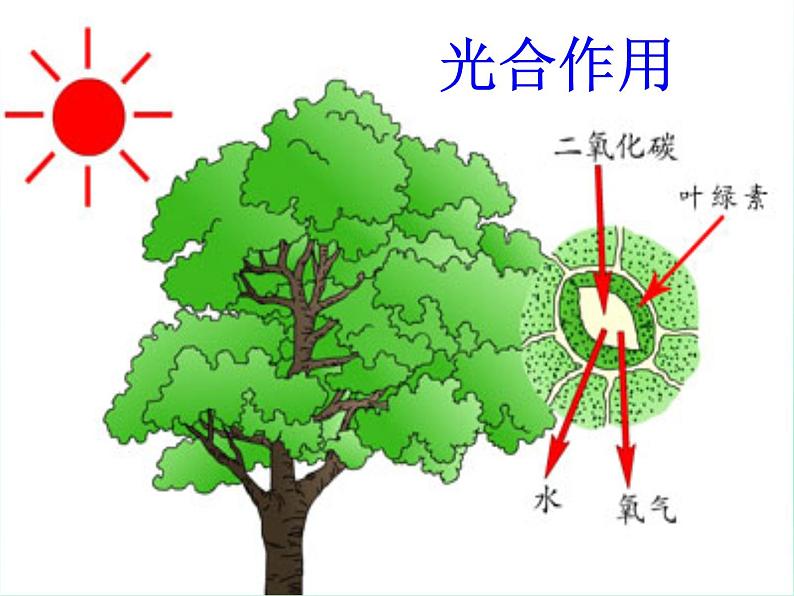 鄂教版小学科学六下《9.太阳与动植物》课件第6页