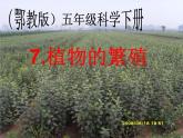 鄂教版小学科学五下《7.植物的繁殖》课件