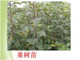 鄂教版小学科学五下《7.植物的繁殖》课件