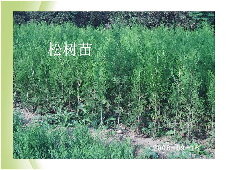 鄂教版小学科学五下《7.植物的繁殖》课件第7页