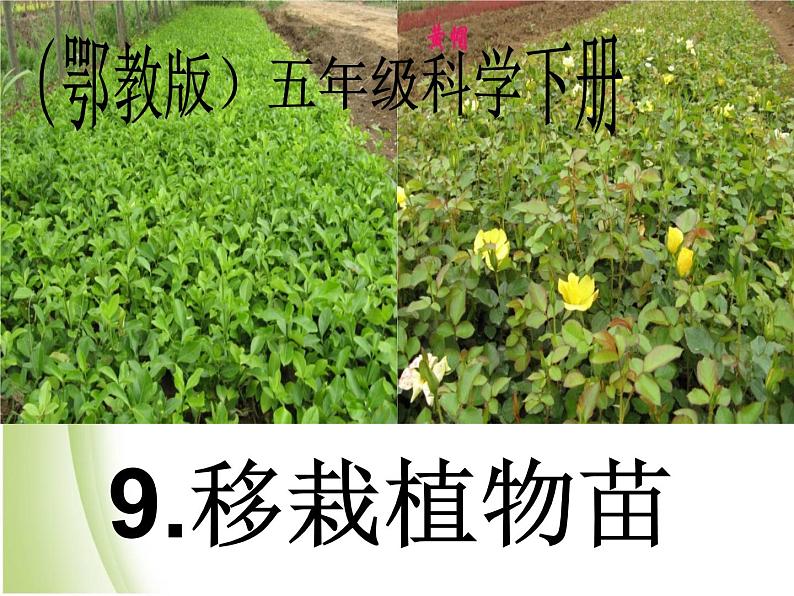 鄂教版小学科学五下《9.移载植物苗》课件第1页