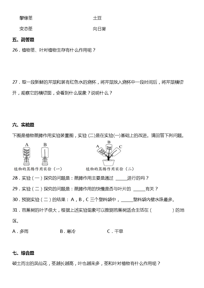 1.4《茎和叶》（同步试题）2021-2022学年科学四年级下册 教科版03